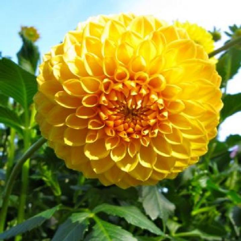 beautiful yellow flowers in the world 